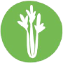 Céleri
